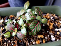 DSCF4864_R