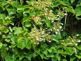 DSCF8290_R