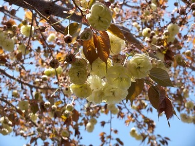 DSCF8512_R