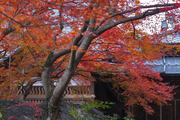 DSCF7965_R