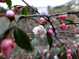 DSCF8432_R