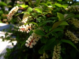 DSCF3011_R
