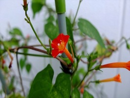 DSCF9335_R