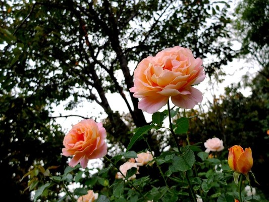 DSCF5606_R