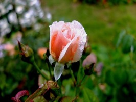 DSCF8945_R