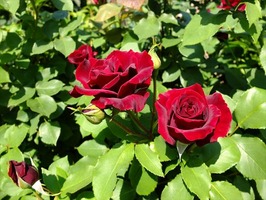 DSCF2496_R