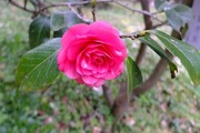 DSCF9184_R