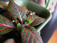 DSCF6066_R