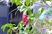 DSCF9566_R