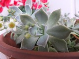 DSCF1821_R