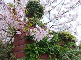 DSCF8436_R