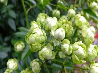DSCF8065_R