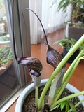 DSCF1120_R