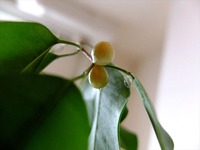 DSCF5005_R