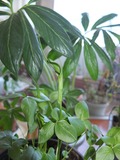 DSCF1678_R