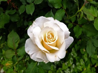 DSCF7429_R