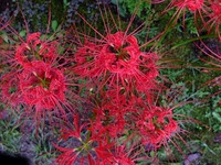 DSCF4994_R