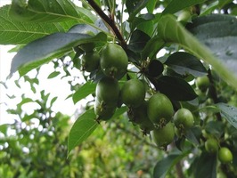 DSCF8908_R
