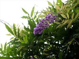 DSCF8888_R