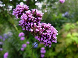 DSCF3608_R