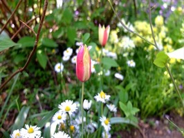 DSCF1849_R