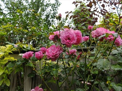 DSCF3660_R