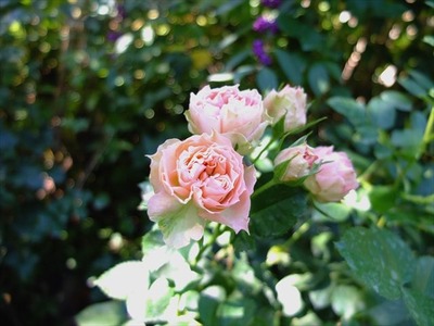 DSCF5427_R