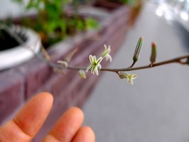 DSCF8984_R