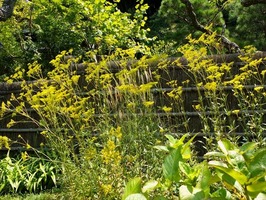DSCF9246_R