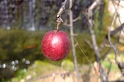 DSCF6796_R