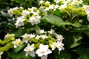 DSCF8008