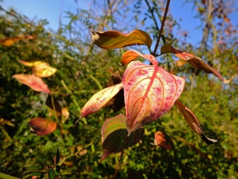 DSCF5162_R