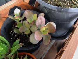 DSCF4373_R