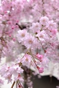 DSCF0670_R