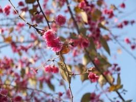 DSCF6334_R