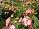 DSCF7117_R