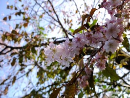DSCF5989_R