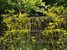 DSCF9245_R
