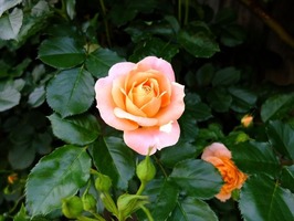DSCF2437_R