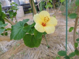 DSCF6506_R