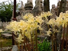 DSCF9606_R