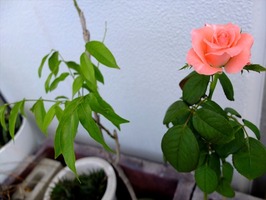 DSCF4362_R