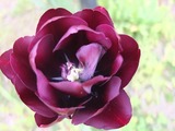 DSCF1327_R
