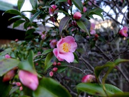 DSCF7370_R