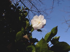 DSCF6494_R