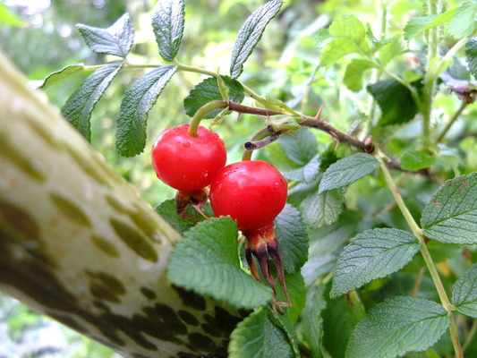 DSCF4830