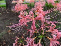 DSCF4899_R