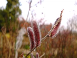 DSCF1157_R