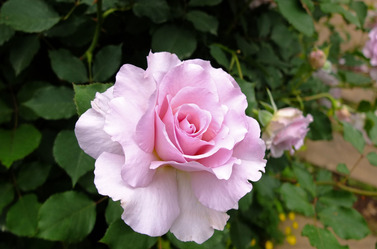 DSCF7343