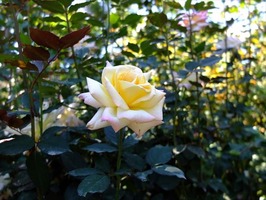 DSCF5430_R